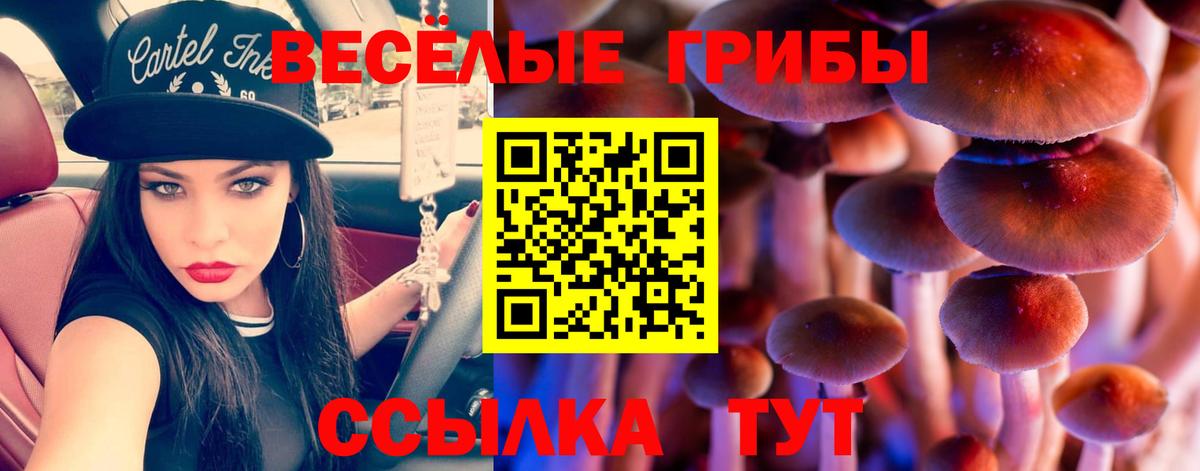 Псилоцибиновые грибы Psilocybe Можга
